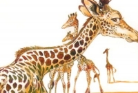 Girafes