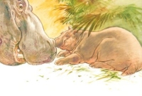 Hippopotames