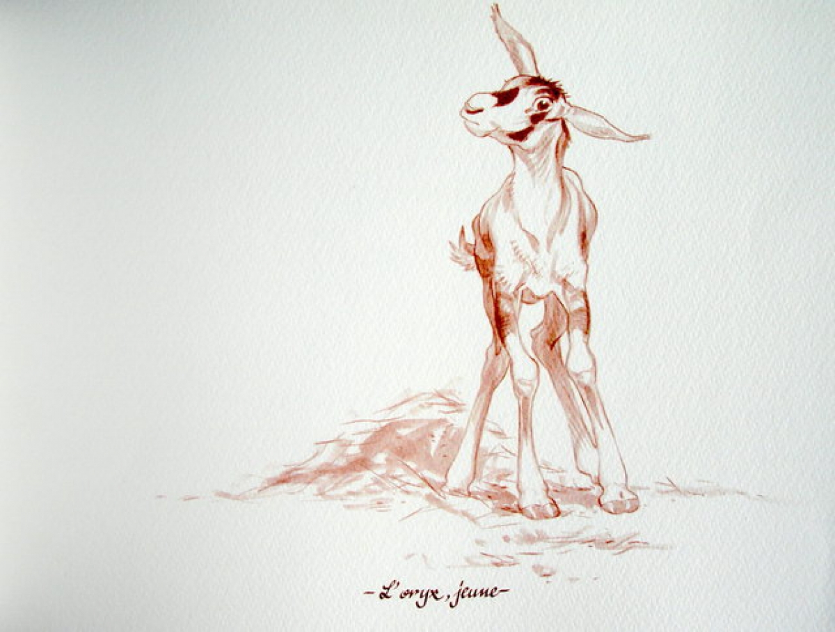 L'oryx jeune
