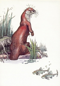 La loutre