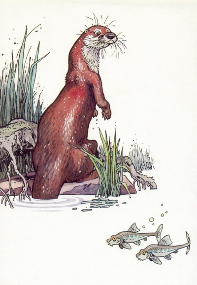 La loutre